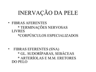 INERVAÇÃO DA PELE
• FIBRAS AFERENTES
* TERMINAÇÕES NERVOSAS
LIVRES
*CORPÚSCULOS ESPECIALIZADOS
• FIBRAS EFERENTES (SNA)
* GL. SUDORÍPARAS, SEBÁCEAS
* ARTERÍOLAS E M.M. ERETORES
DO PELO
 