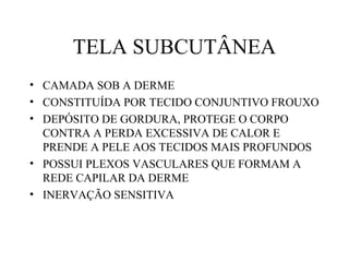 TELA SUBCUTÂNEA
• CAMADA SOB A DERME
• CONSTITUÍDA POR TECIDO CONJUNTIVO FROUXO
• DEPÓSITO DE GORDURA, PROTEGE O CORPO
CONTRA A PERDA EXCESSIVA DE CALOR E
PRENDE A PELE AOS TECIDOS MAIS PROFUNDOS
• POSSUI PLEXOS VASCULARES QUE FORMAM A
REDE CAPILAR DA DERME
• INERVAÇÃO SENSITIVA
 