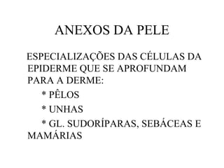 ANEXOS DA PELE
ESPECIALIZAÇÕES DAS CÉLULAS DA
EPIDERME QUE SE APROFUNDAM
PARA A DERME:
* PÊLOS
* UNHAS
* GL. SUDORÍPARAS, SEBÁCEAS E
MAMÁRIAS
 