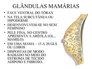 GLÂNDULAS MAMÁRIAS
• FACE VENTRAL DO TÓRAX
• NA TELA SUBCUTÂNEA OU
HIPODERME
• DESENVOVLVEM-SE NO SEXO
FEMININO
• PELE FINA, NO CENTRO
APRESENTA A ARÉOLA (GL.,
MAMILO)
• EM UMA MAMA – 15 A 20 GLS.
OU LOBOS
• DISPOSTAS DE MODO
RADIADO NO MEIO DO
ESTROMA DE TECIDO
ADIPOSO E FIBROSO.
 
