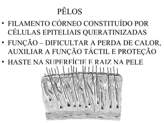 PÊLOS
• FILAMENTO CÓRNEO CONSTITUÍDO POR
CÉLULAS EPITELIAIS QUERATINIZADAS
• FUNÇÃO – DIFICULTAR A PERDA DE CALOR,
AUXILIAR A FUNÇÃO TÁCTIL E PROTEÇÃO
• HASTE NA SUPERFÍCIE E RAIZ NA PELE
 