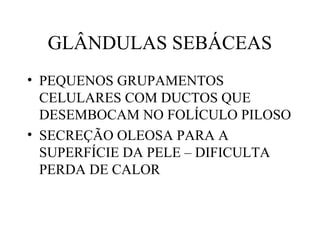 GLÂNDULAS SEBÁCEAS
• PEQUENOS GRUPAMENTOS
CELULARES COM DUCTOS QUE
DESEMBOCAM NO FOLÍCULO PILOSO
• SECREÇÃO OLEOSA PARA A
SUPERFÍCIE DA PELE – DIFICULTA
PERDA DE CALOR
 