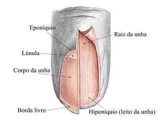 Hiponíquio (leito da unha)Borda livre
Corpo da unha
Lúnula
Eponíquio
Raiz da unha
 