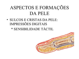 ASPECTOS E FORMAÇÕES
DA PELE
• SULCOS E CRISTAS DA PELE:
IMPRESSÕES DIGITAIS
* SENSIBILIDADE TÁCTIL
 