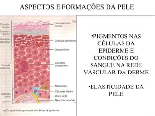 ASPECTOS E FORMAÇÕES DA PELE
•PIGMENTOS NAS
CÉLULAS DA
EPIDERME E
CONDIÇÕES DO
SANGUE NA REDE
VASCULAR DA DERME
•ELASTICIDADE DA
PELE
 