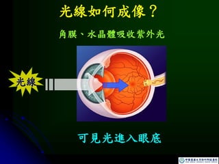 光線
光線如何成像？
角膜、水晶體吸收紫外光
可見光進入眼底
 