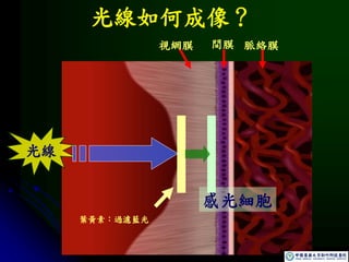 光線
視網膜 間膜 脈絡膜
葉黃素：過濾藍光
光線如何成像？
感光細胞
 