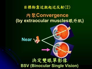 目標物靠近激起近反射(2)
內聚Convergence
決定雙眼單影像
BSV (Binocular Single Vision)
Near
(by extraocular muscles眼外肌)
 