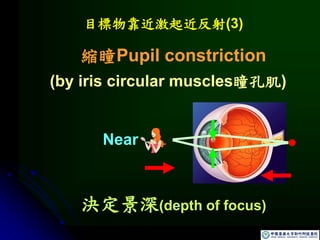 目標物靠近激起近反射(3)
縮瞳Pupil constriction
決定景深(depth of focus)
Near
(by iris circular muscles瞳孔肌)
 