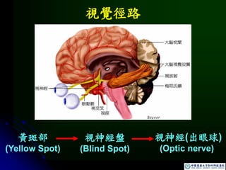 視覺徑路
黃斑部
(Yellow Spot)
視神經盤
(Blind Spot)
視神經(出眼球)
(Optic nerve)
 