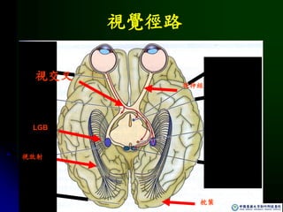 視覺徑路
枕葉
LGB
視放射
視交叉
視神經
 