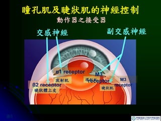 瞳孔肌及睫狀肌的神經控制
交感神經 副交感神經
β2 receptor
放射肌
睫狀體上皮
環形肌
睫狀肌
M3
receptor M3
receptor
圖6
α1 receptor
動作器之接受器
 