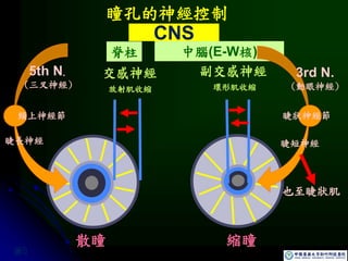 交感神經 副交感神經
散瞳 縮瞳
放射肌收縮 環形肌收縮
瞳孔的神經控制
CNS
脊柱 中腦(E-W核)
3rd N.
(動眼神經)
睫狀神經節
睫短神經
頸上神經節
5th N.
(三叉神經)
睫長神經
也至睫狀肌
圖5
 