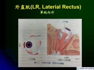 外直肌(LR, Laterial Rectus)
單純向外
 