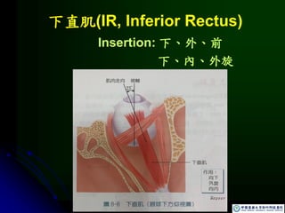 下直肌(IR, Inferior Rectus)
Insertion: 下、外、前
下、內、外旋
 