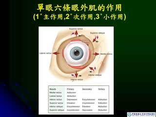 單眼六條眼外肌的作用
(1°主作用,2°次作用,3°小作用)
 