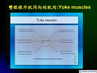 雙眼眼外肌同向的肌肉:Yoke muscles
 