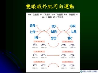雙眼眼外肌同向運動
SR IO SR
SO IR
IR
LR MR LR
 