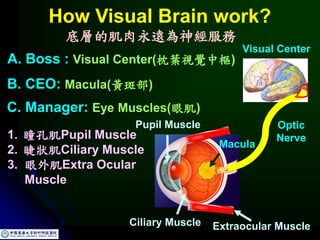How Visual Brain work?
Optic
Nerve
Visual Center
Macula
A. Boss : Visual Center(枕葉視覺中樞)
B. CEO: Macula(黃斑部)
C. Manager: Eye Muscles(眼肌)
1. 瞳孔肌Pupil Muscle
2. 睫狀肌Ciliary Muscle
3. 眼外肌Extra Ocular
Muscle
Ciliary Muscle
Pupil Muscle
Extraocular Muscle
底層的肌肉永遠為神經服務
 