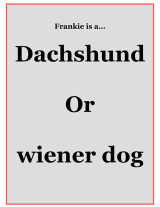Frankie is a…



Dachshund

    Or

wiener dog
 