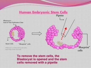 Embryonic stem cells | PPTX