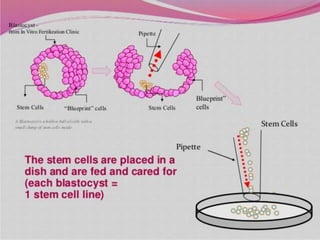 Embryonic stem cells | PPTX