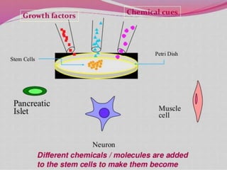 Embryonic stem cells | PPTX