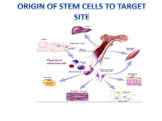 Embryonic stem cells | PPTX
