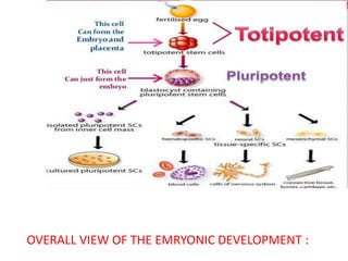 Embryonic stem cells | PPTX