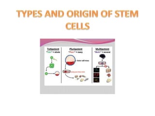 Embryonic stem cells | PPTX