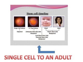Embryonic stem cells | PPTX