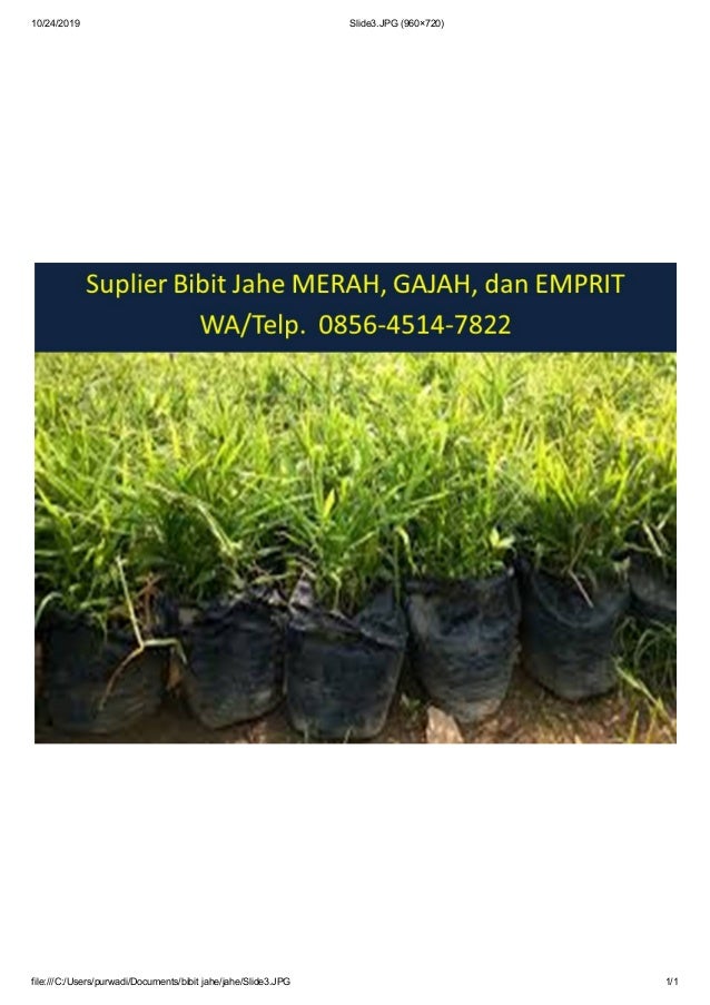 Jual Bibit Jahe Merah Jawa Barat Wa 0856 4514 7822 Afif Jaya Farm