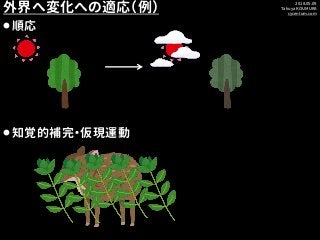 2018.05.09
Takuya KOUMURA
cycentum.com
外界へ変化への適応（例）
⚫順応
⚫知覚的補完・仮現運動
 