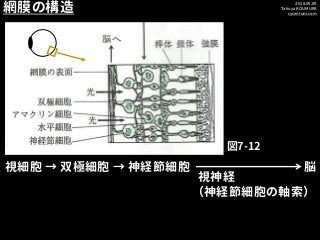 2018.05.09
Takuya KOUMURA
cycentum.com
視細胞 → 双極細胞 → 神経節細胞
視神経
（神経節細胞の軸索）
脳
網膜の構造
図7-12
 