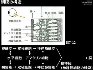 2018.05.09
Takuya KOUMURA
cycentum.com
視細胞 → 双極細胞 → 神経節細胞
視神経
（神経節細胞の軸索）
脳水平細胞 アマクリン細胞
網膜の構造
図7-12
視細胞 → 双極細胞 → 神経節細胞
 