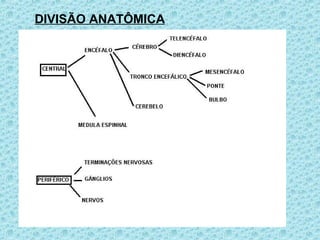DIVISÃO ANATÔMICA
 