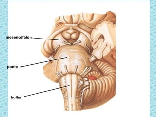mesencéfalo
ponte
bulbo
 