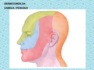 DERMÁTOMOS DA
CABEÇA / PESCOÇO
 
