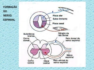 FORMAÇÃO
DO
NERVO
ESPINHAL
 