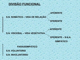 DIVISÃO FUNCIONAL
AFERENTE
S.N. SOMÁTICO – VIDA DE RELAÇÃO
EFERENTE
AFERENTE
S.N. VISCERAL – VIDA VEGETATIVA
EFERENTE – S.N.A.
SIMPÁTICO
PARASSIMPÁTICO
S.N. VOLUNTÁRIO
S.N. INVOLUNTÁRIO
 