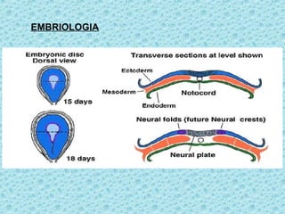 EMBRIOLOGIA
 