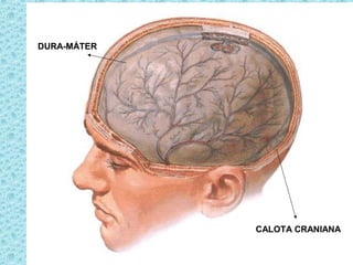 DURA-MÁTER
CALOTA CRANIANA
 