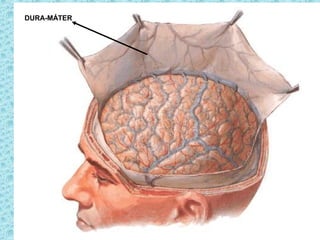 DURA-MÁTER
 