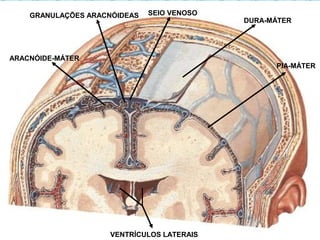 DURA-MÁTER
ARACNÓIDE-MÁTER
PIA-MÁTER
GRANULAÇÕES ARACNÓIDEAS SEIO VENOSO
VENTRÍCULOS LATERAIS
 