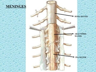 MENINGES
DURA-MÁTER
ARACNÓIDE-
MATER
PIA-MÁTER
 