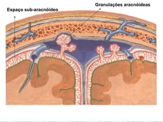 Espaço sub-aracnóideo
Granulações aracnóideas
 