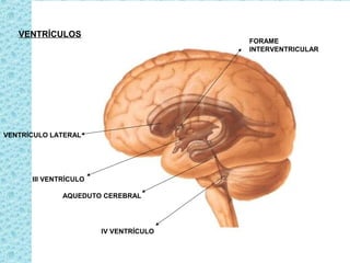 VENTRÍCULOS
VENTRÍCULO LATERAL
III VENTRÍCULO
AQUEDUTO CEREBRAL
IV VENTRÍCULO
FORAME
INTERVENTRICULAR
 