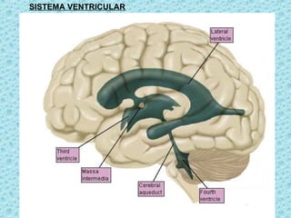 SISTEMA VENTRICULAR
 