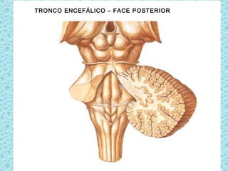 TRONCO ENCEFÁLICO – FACE POSTERIOR
 