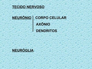 NEURÔNIO CORPO CELULAR
AXÔNIO
DENDRITOS
NEURÓGLIA
TECIDO NERVOSO
 